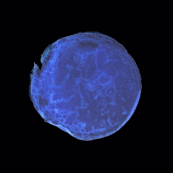 "Blue Crepe Moon"
2015